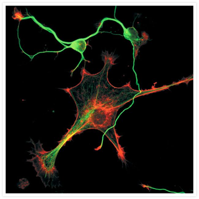 Goat anti-Mouse IgG (H+L) Cross-Adsorbed Secondary Antibody, Alexa Fluor 350